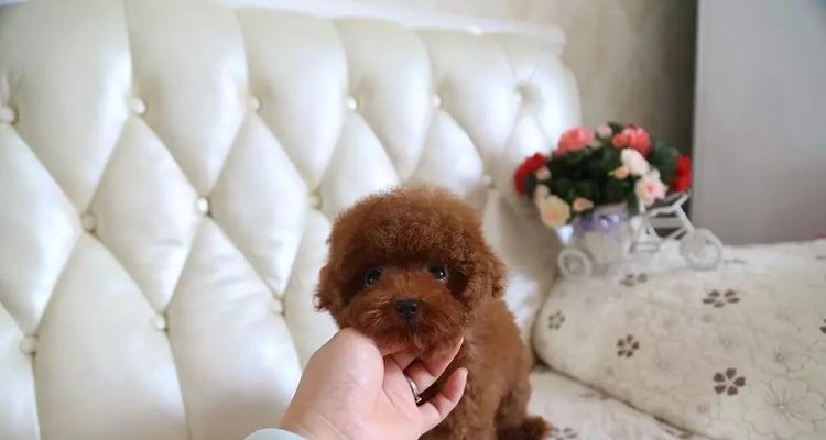 泰迪狗繁殖期是什么时候？如何正确识别和准备？