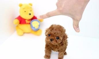 泰迪狗狗鼻炎吃什么药好？如何正确选择治疗药物？