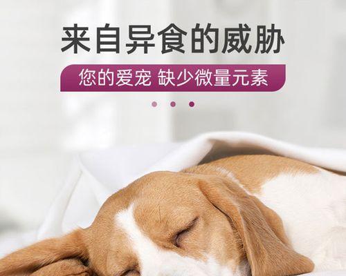 泰迪狗狗为何会吃自己的便便？如何防止这种行为？