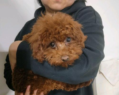 泰迪犬起白皮是什么原因？如何有效处理？