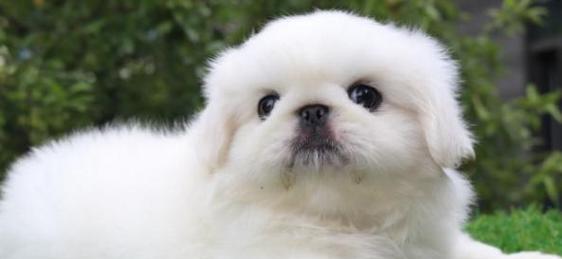 泰迪犬杏色成年犬多少钱？购买时需要注意哪些事项？