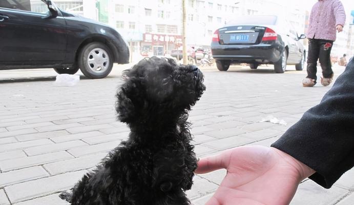 泰迪犬杏色成年犬多少钱？购买时需要注意哪些事项？