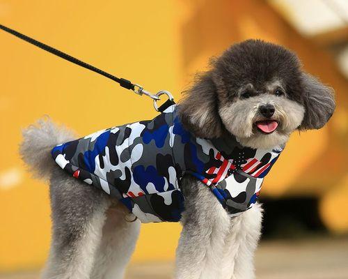泰迪犬体型判断标准是什么？如何评估泰迪犬的体型大小？