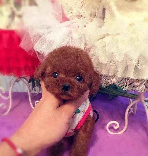 泰迪犬体型判断标准是什么？如何评估泰迪犬的体型大小？