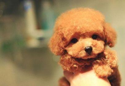 泰迪犬需要驱虫吗？如何判断是否需要进行驱虫？