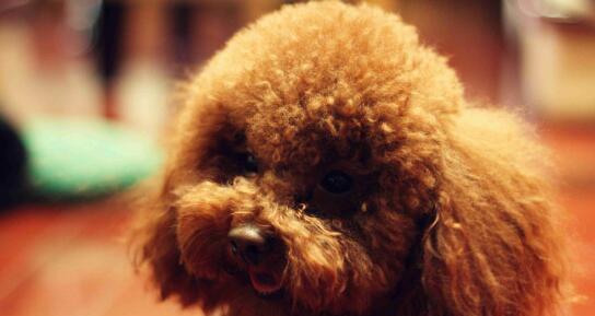 泰迪犬需要驱虫吗？如何判断是否需要进行驱虫？