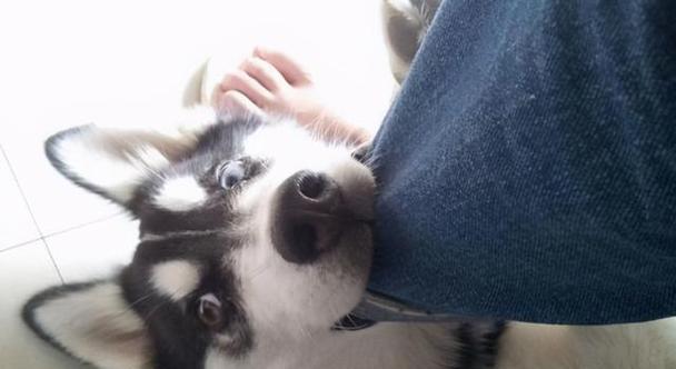 泰迪幼犬频繁咬拖鞋的原因是什么？如何纠正这一行为？