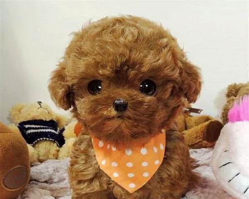 泰迪幼犬频繁咬拖鞋的原因是什么？如何纠正这一行为？