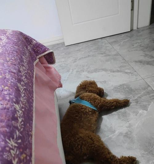 泰迪幼犬呕吐腹泻怎么办？如何快速解决？
