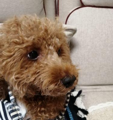 泰迪幼犬呕吐腹泻怎么办？如何快速解决？