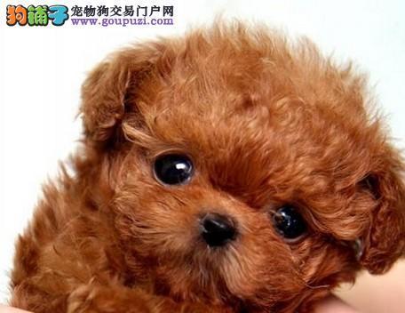 通州茶杯犬最便宜多少钱？购买时需要注意哪些事项？