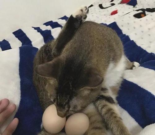 猫咪绝育手术的必要性是什么？术后护理需要注意哪些问题？