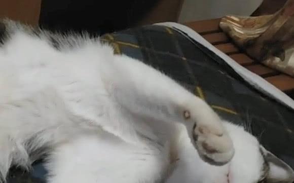 猫咪绝育手术的必要性是什么？术后护理需要注意哪些问题？