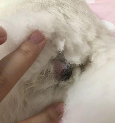 猫咪绝育手术的必要性是什么？术后护理需要注意哪些问题？