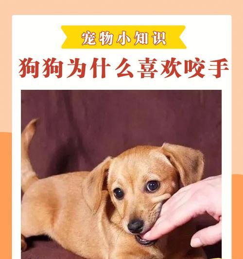 狗狗不回应名字怎么办？训练狗狗听名字的技巧是什么？