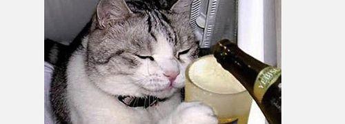 猫吃了处方粮拉稀怎么办？常见原因及解决方法是什么？