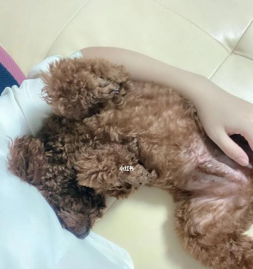 泰迪狗频繁舔腿的原因是什么？如何解决？