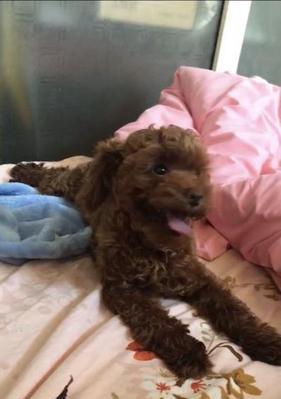 泰迪狗频繁舔腿的原因是什么？如何解决？