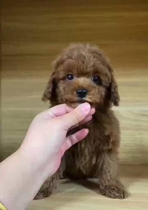 泰迪狗频繁舔腿的原因是什么？如何解决？