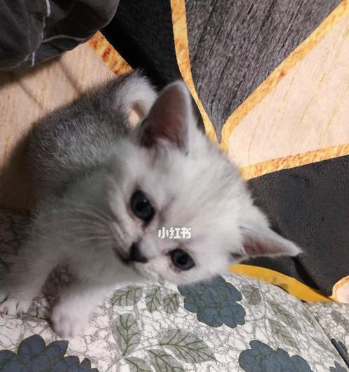我家小猫2个月叫声沙哑怎么办？可能的原因和解决方法是什么？