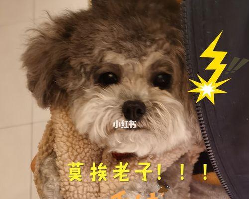 舞阳泰迪狗剪毛价格是多少？服务流程有哪些？