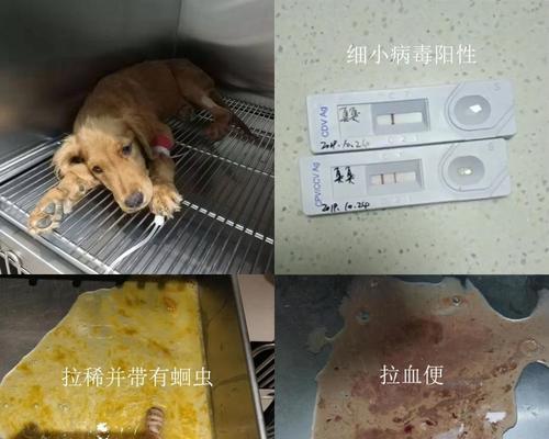 细小之后狗狗吃什么药好？如何选择合适的治疗药物？