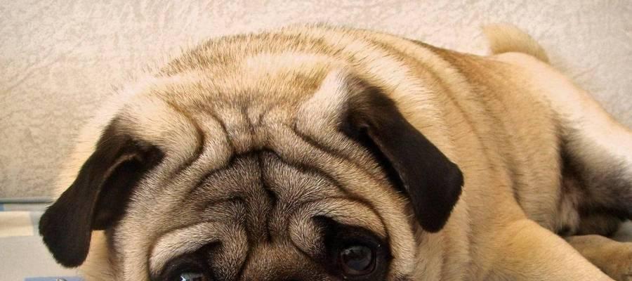 现在八哥幼犬多少钱一只？购买时需要注意哪些事项？