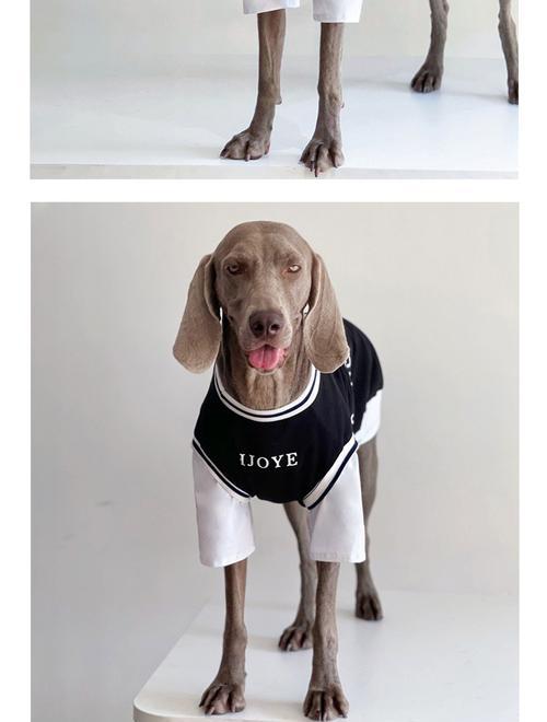 小狗10号衣服的尺码标准是什么？如何确定合适的尺寸？