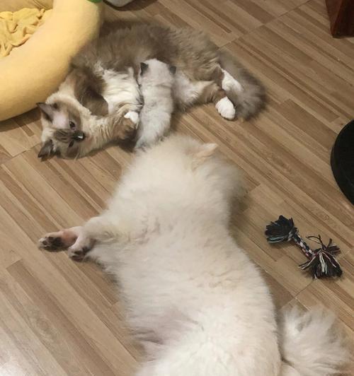 小狗12天便秘怎么办啊？如何快速缓解宠物便秘问题？