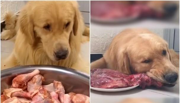 小狗拔牙后能吃什么食物？拔牙后饮食管理要点是什么？