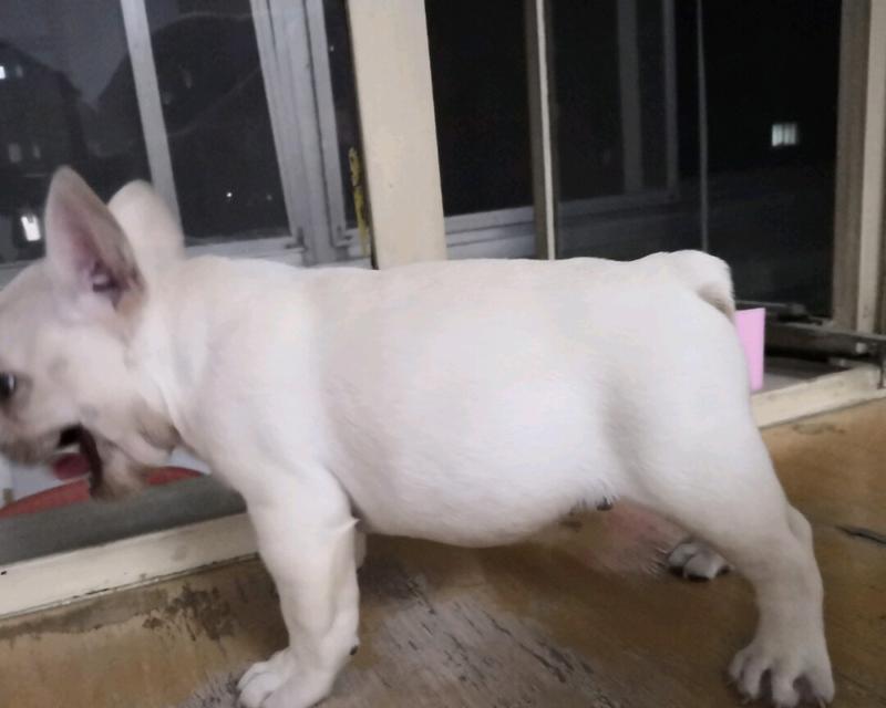 小狗误食自己的排泄物怎么办？如何预防和处理？