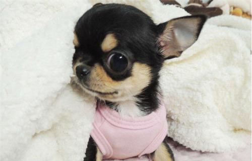 小狗狗眼睛红是什么原因？如何处理？