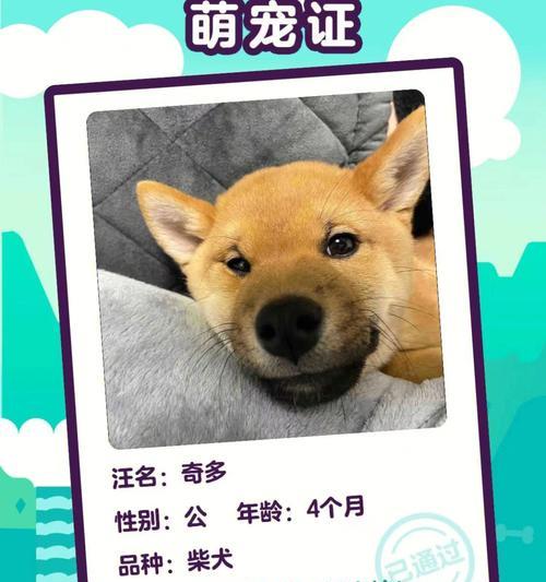 办理小狗狗证需要多少钱？办狗证的流程是怎样的？