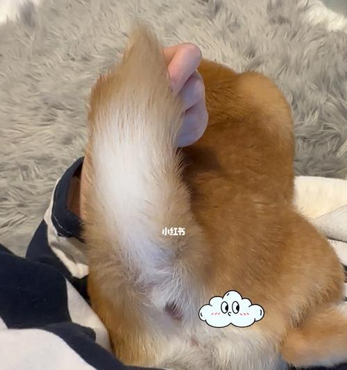 小狗频繁放屁的原因是什么？如何解决？