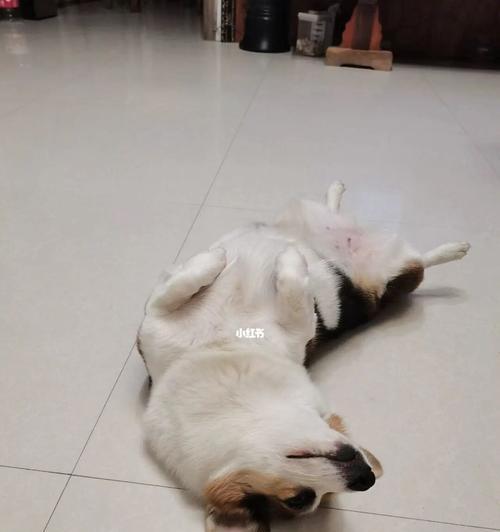 小狗每天睡觉的时间很长是正常的吗？需要调整吗？