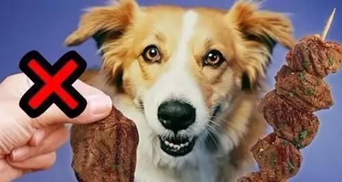 小狗能吃狗狗专用火腿吗？选择宠物食品的正确方法是什么？