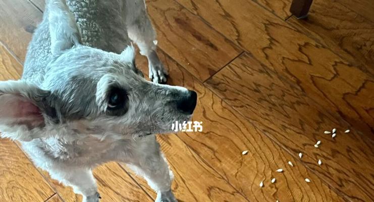 小狗呕吐精神不振怎么办？如何快速识别并处理宠物的不适症状？