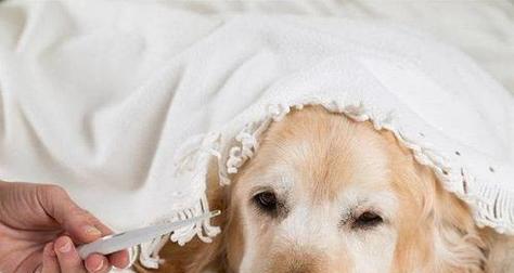 犬瘟会传染给人吗？小狗得了犬瘟该怎么办？