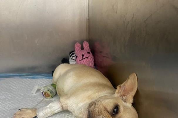犬瘟会传染给人吗？小狗得了犬瘟该怎么办？