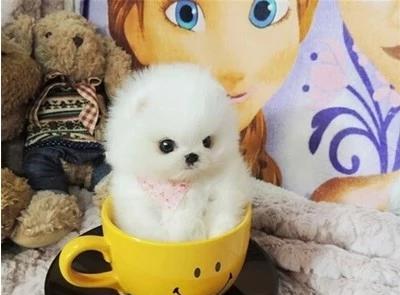小狗体重增长最快的时候是什么时候？如何正确喂养？