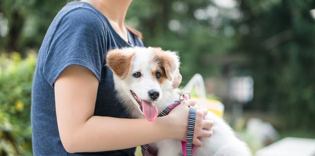 小狗体重增长最快的时候是什么时候？如何正确喂养？