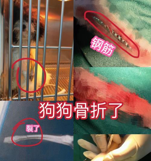 小狗腿骨折是什么样子的？如何判断和处理？