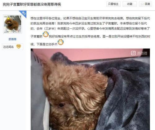小狗子宫发炎时能否进行结育手术？术后护理需要注意什么？