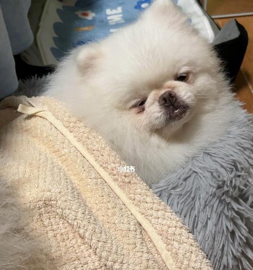 瞌睡的小狗怎么了？小狗总是打瞌睡是生病了吗？