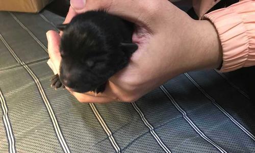 小黑狗的红舌头有什么含义？这是什么健康信号吗？