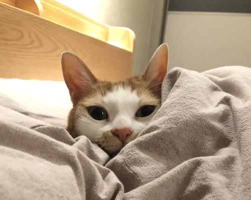 小猫爱钻被窝怎么办？如何训练小猫不钻被窝？