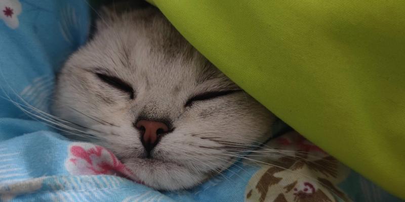 小猫爱钻被窝怎么办？如何训练小猫不钻被窝？