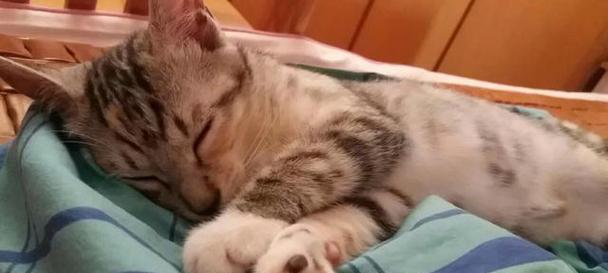 小猫爱钻被窝怎么办？如何训练小猫不钻被窝？
