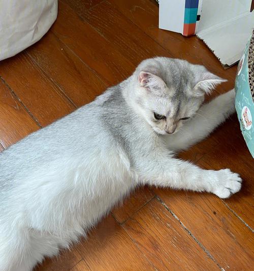 小猫便血呕吐的原因是什么？如何正确处理？