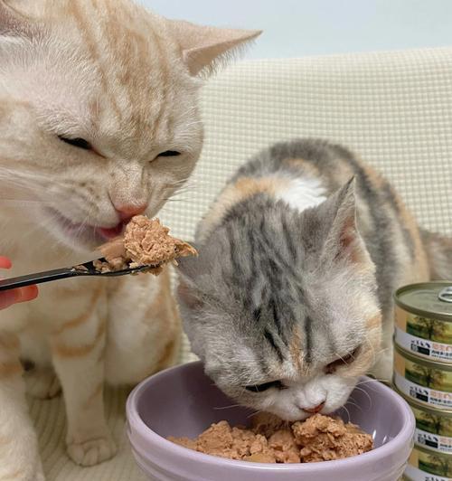 小猫不吃饭怎么办？快速解决方法有哪些？